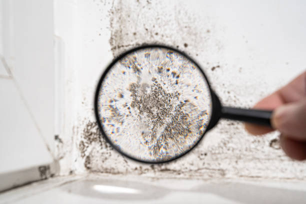 Mold Odor Removal Services in Fort Davis, TX